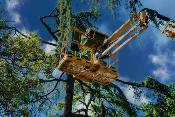 Reliable South Point, OH Tree Removal and Landscaping Services Solutions